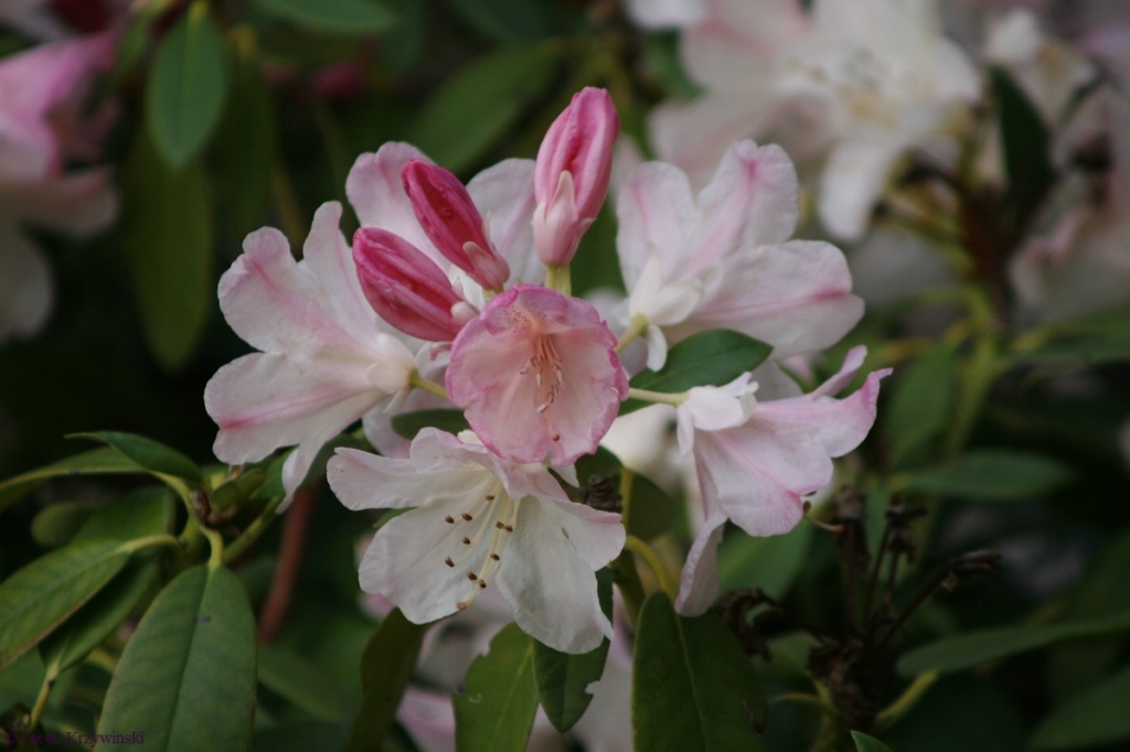 Blume 11.05.2009 2
